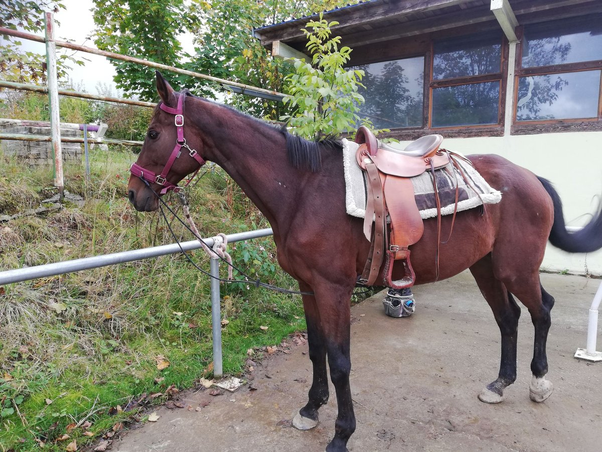 Weitere Warmblüter Stute 19 Jahre 170 cm Brauner in Dasing