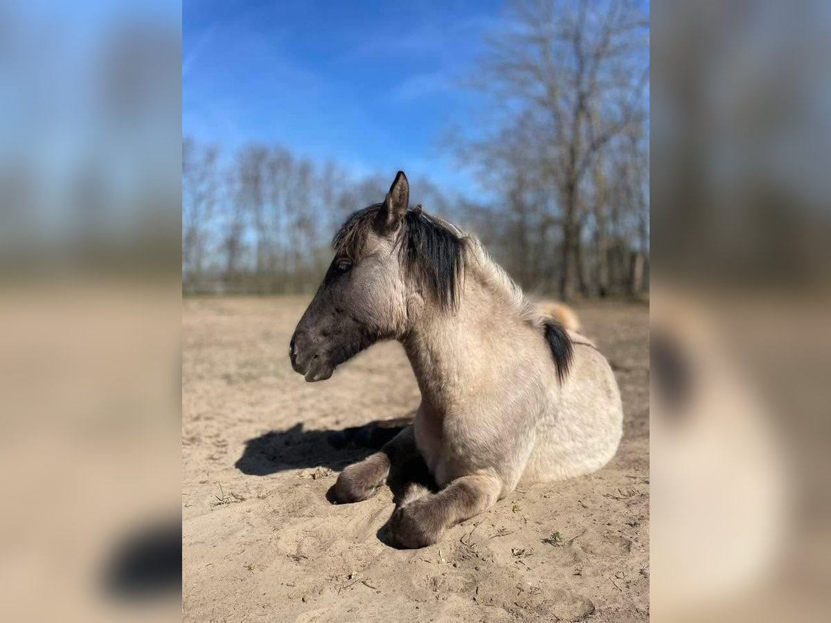 Weitere Warmblüter Stute 1 Jahr 150 cm Buckskin in Lajosmizse