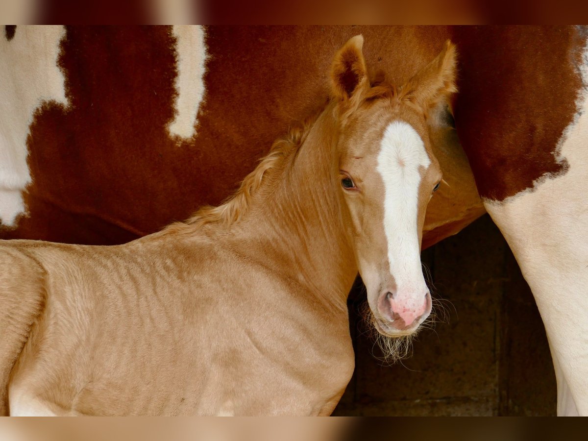 Weitere Warmblüter Stute 1 Jahr 150 cm Palomino in Borgentreich