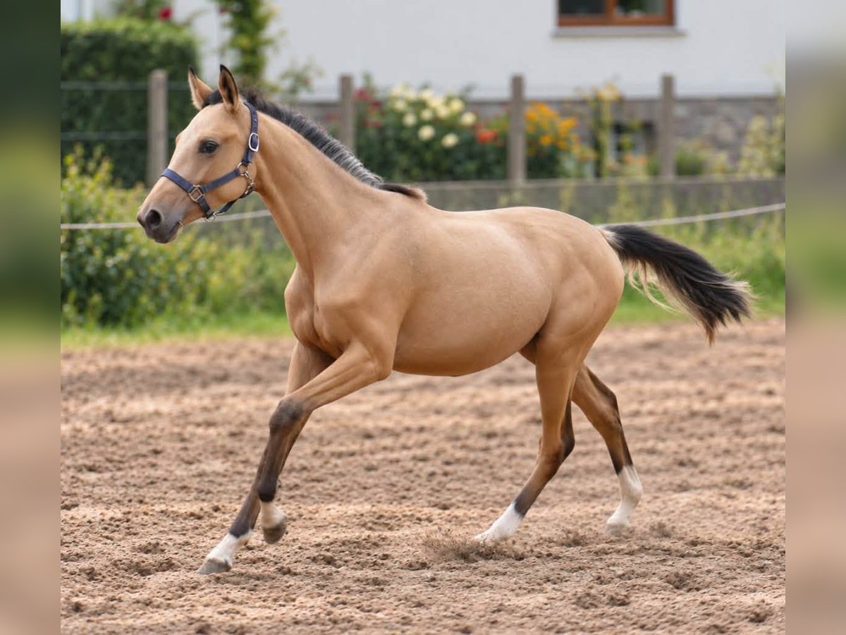 Weitere Warmblüter, Stute in Borgentreich