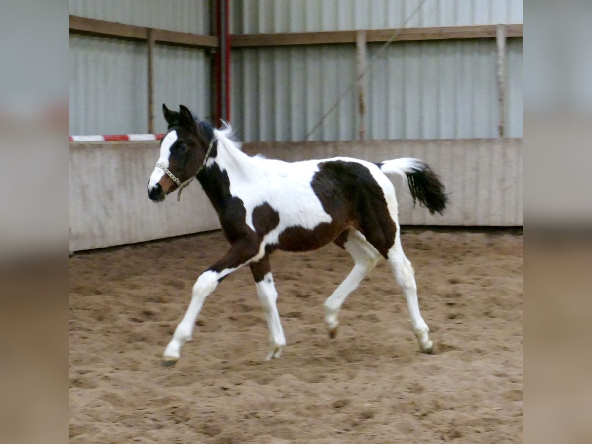 Weitere Warmblüter Stute 1 Jahr 168 cm Schecke in Borgentreich