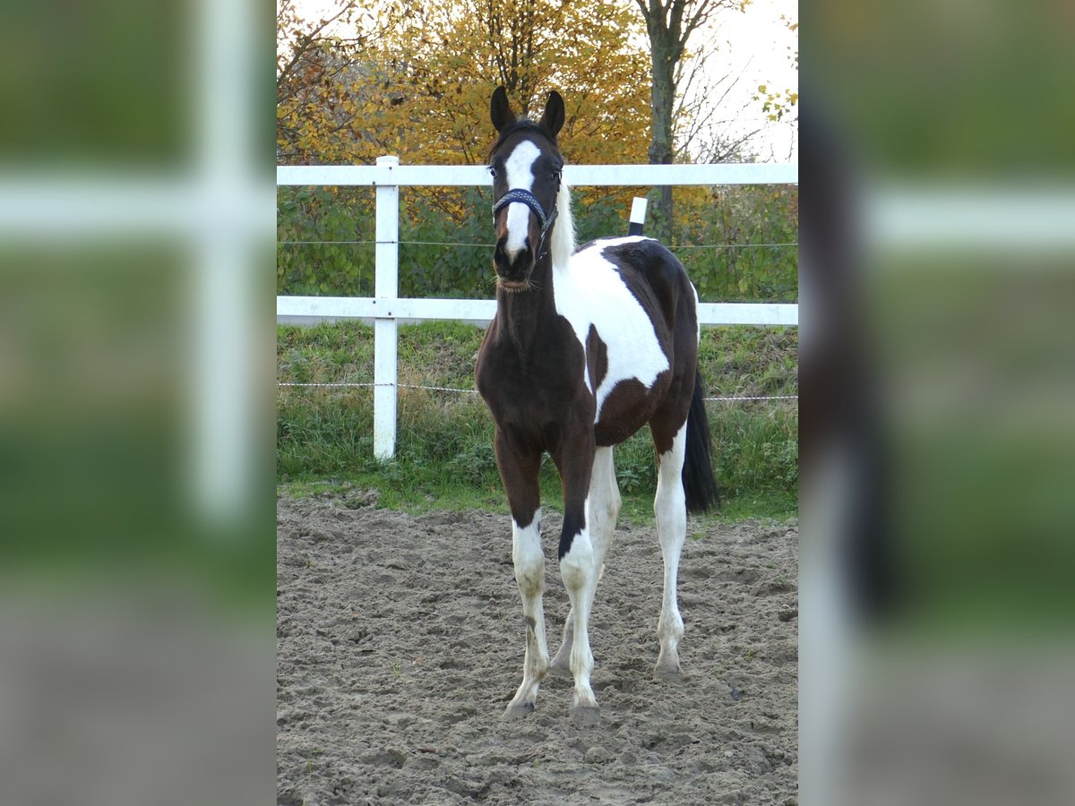 Weitere Warmblüter Stute 1 Jahr 168 cm Schecke in Borgentreich