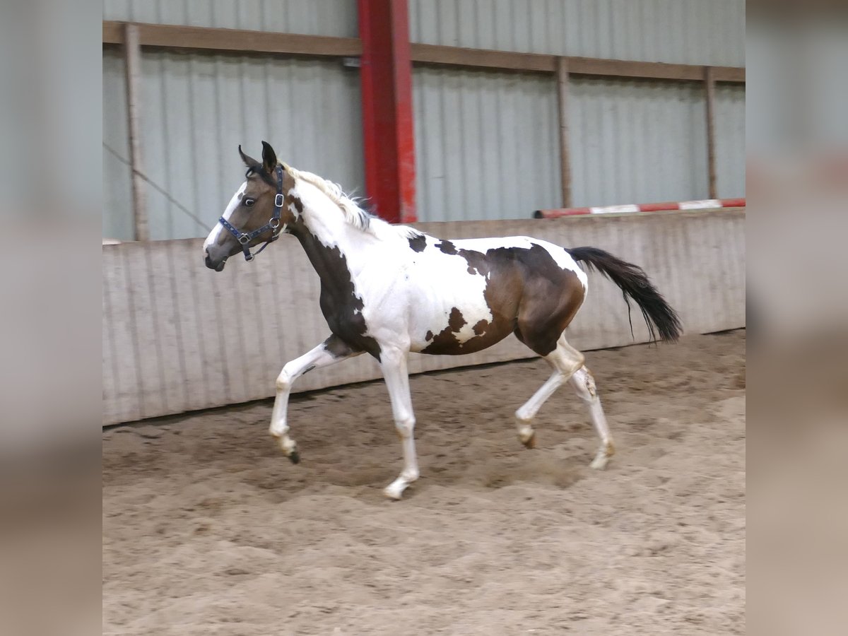 Weitere Warmblüter Stute 1 Jahr 168 cm Schecke in Borgentreich