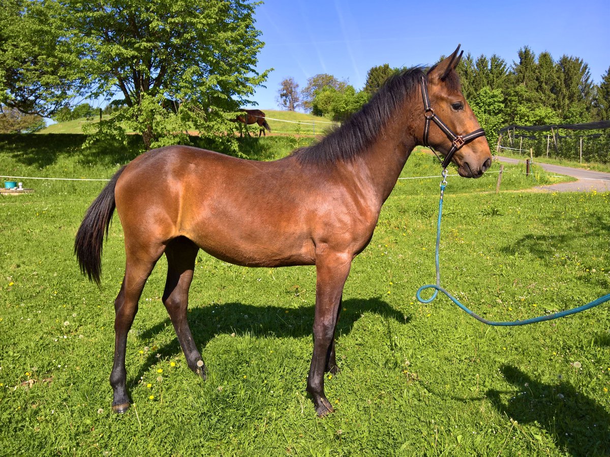 Weitere Warmblüter Stute 1 Jahr 170 cm Brauner in Riegersburg Weitere Warmblüter Stute 1 Jahr 170 cm Brauner in Riegersburg