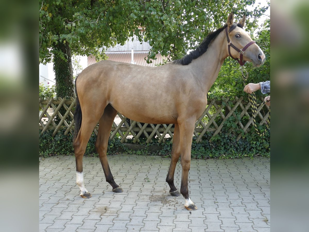 Weitere Warmblüter Stute 1 Jahr 170 cm Buckskin in Borgentreich