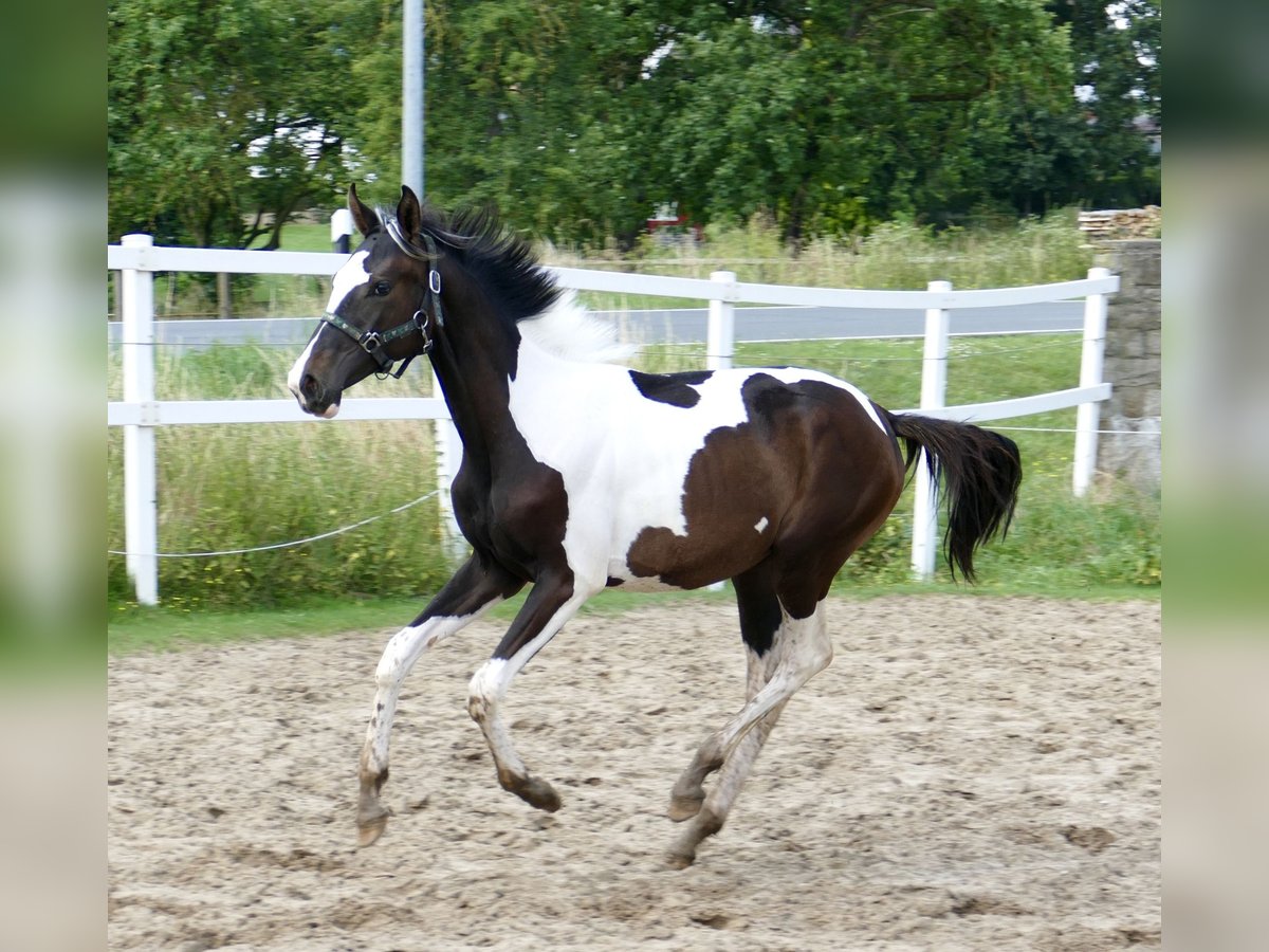 Weitere Warmblüter Stute 1 Jahr 172 cm Schecke in Borgentreich