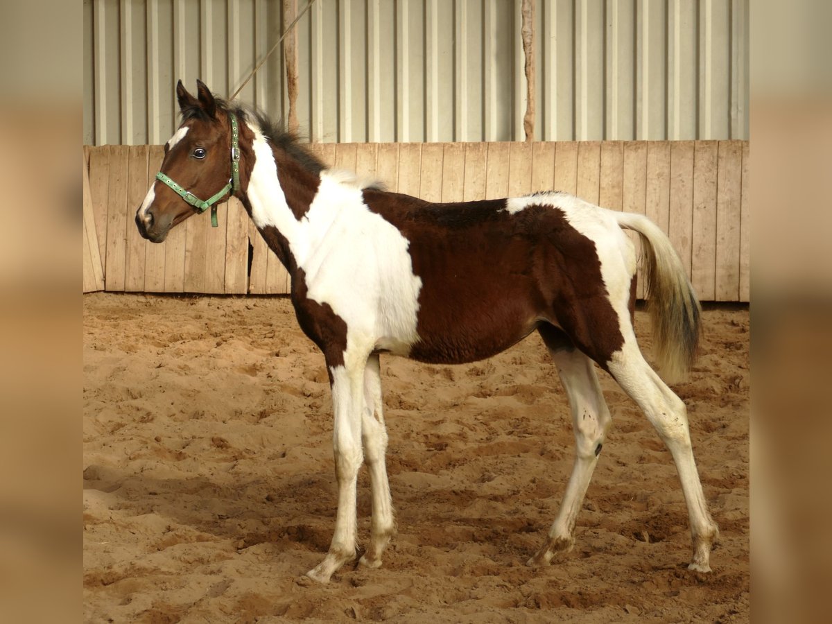 Weitere Warmblüter Stute 1 Jahr 172 cm Schecke in Borgentreich