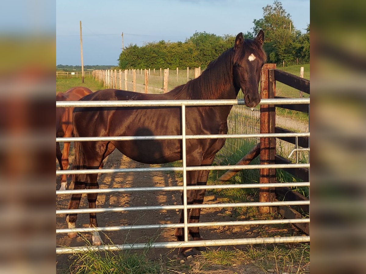 Weitere Warmblüter Stute 1 Jahr in Banbury