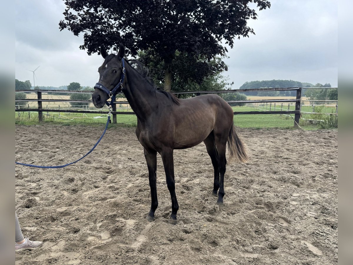 Weitere Warmblüter Stute 1 Jahr Dunkelbrauner in OeldeOelde