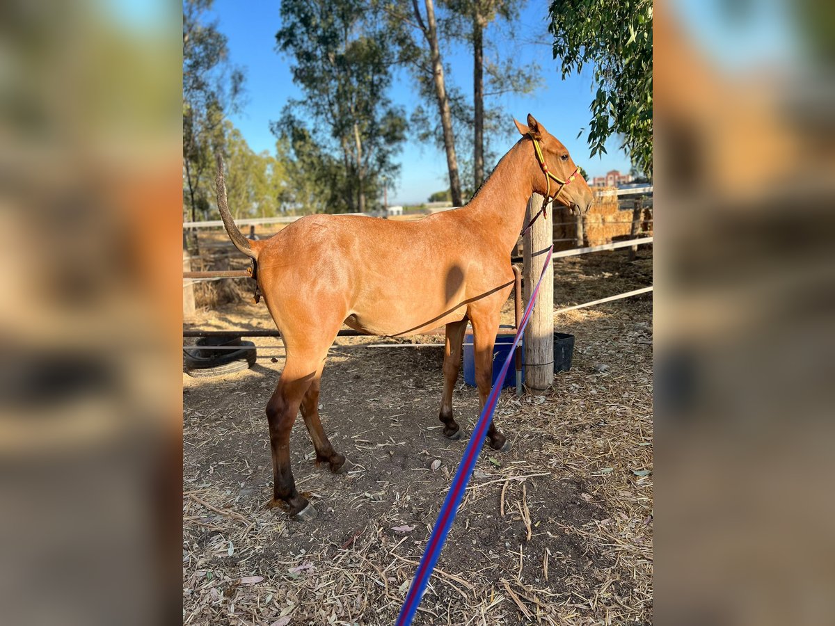 Weitere Warmblüter Stute 1 Jahr Roan-Red in Alcala Del Rio