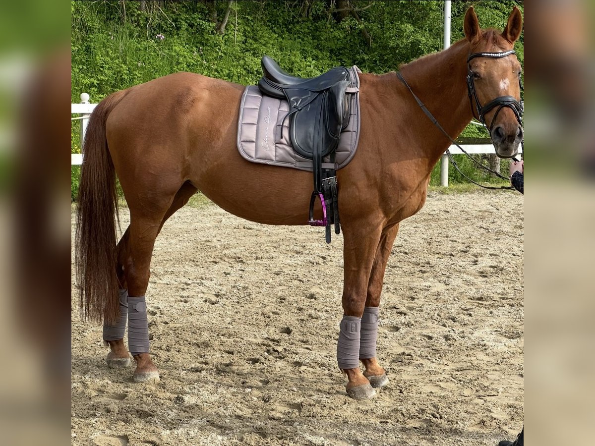 Weitere Warmblüter Stute 24 Jahre Fuchs in Gro&#xDF;gmain