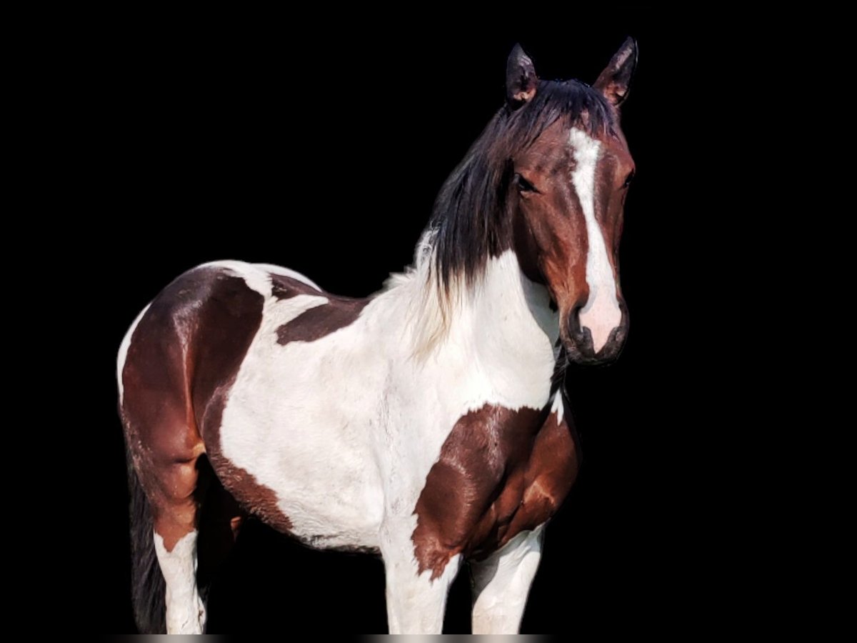 Weitere Warmblüter Mix Stute 2 Jahre 140 cm Schecke in Dwingeloo