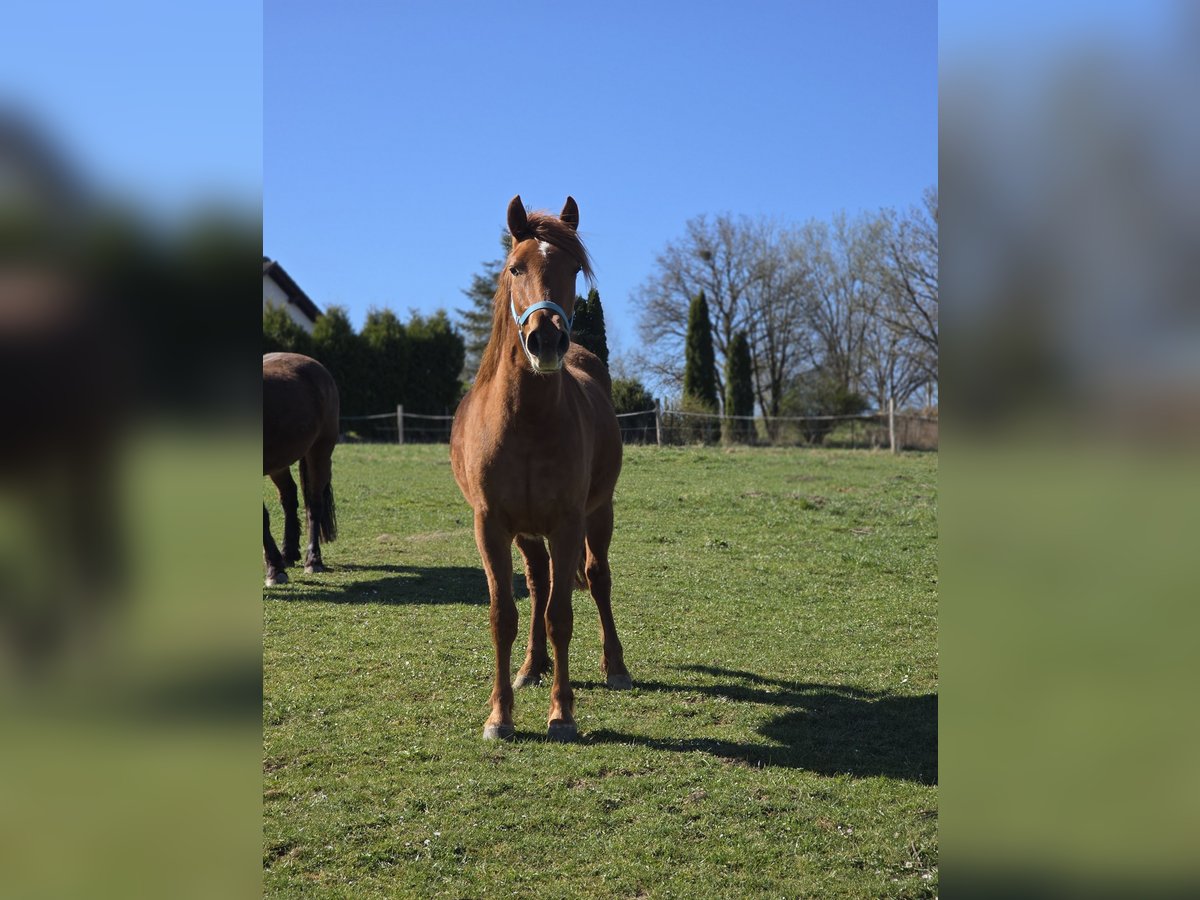 Weitere Warmblüter Mix Stute 2 Jahre 150 cm Fuchs in Meinerzhagen