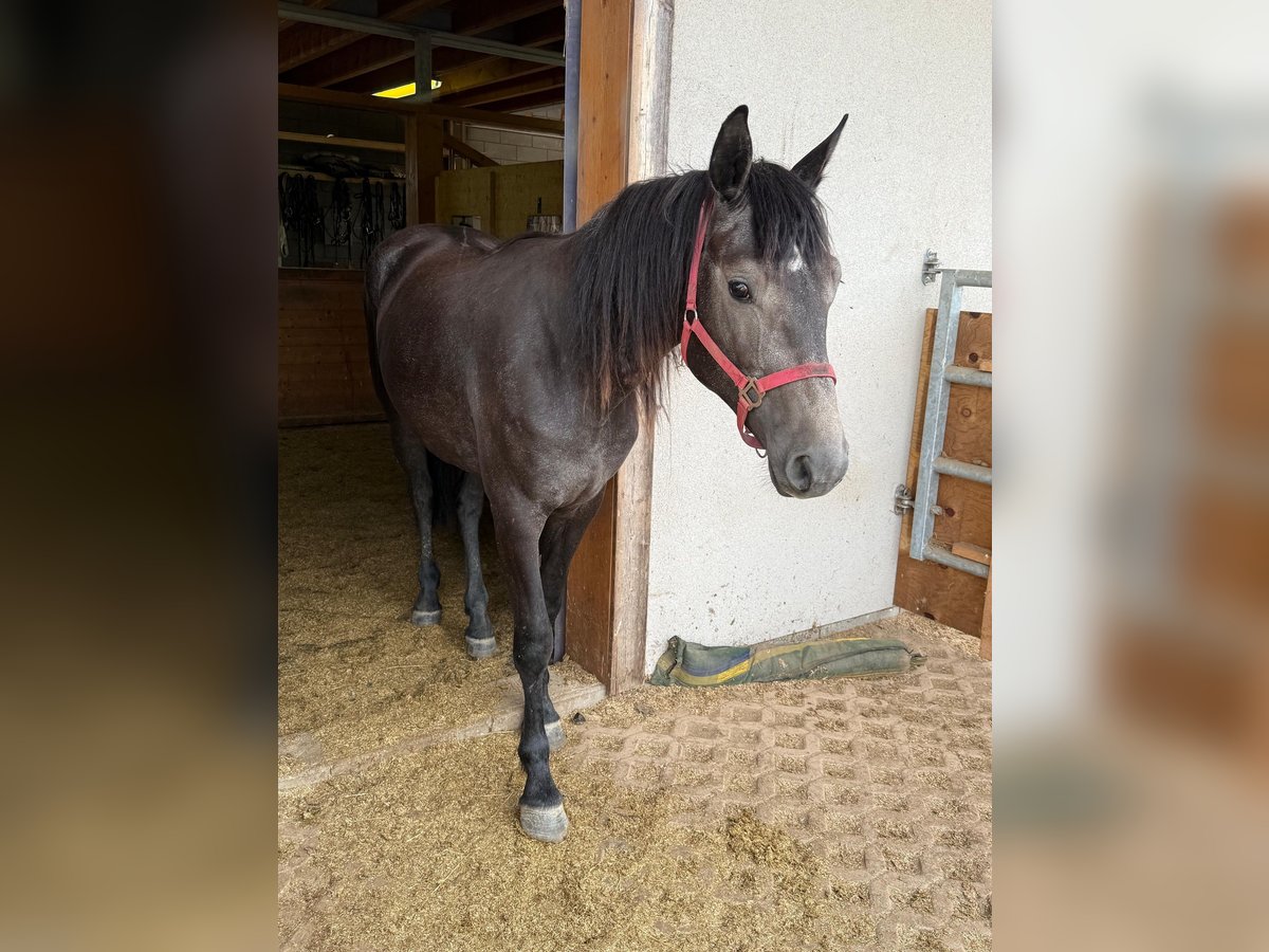 Weitere Warmblüter Stute 2 Jahre 155 cm Schimmel in Daleiden