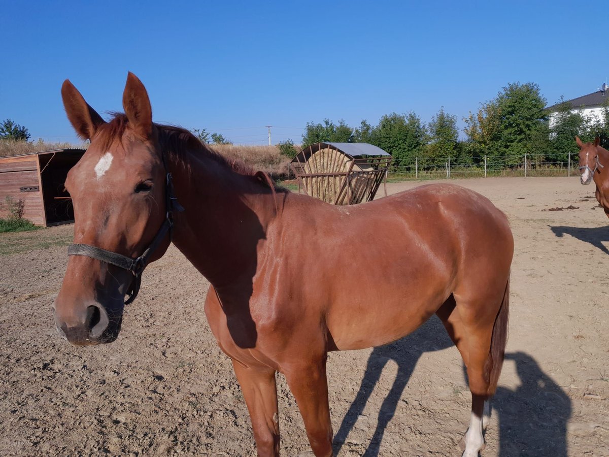 Weitere Warmblüter Stute 2 Jahre 158 cm Fuchs in Guntersdorf