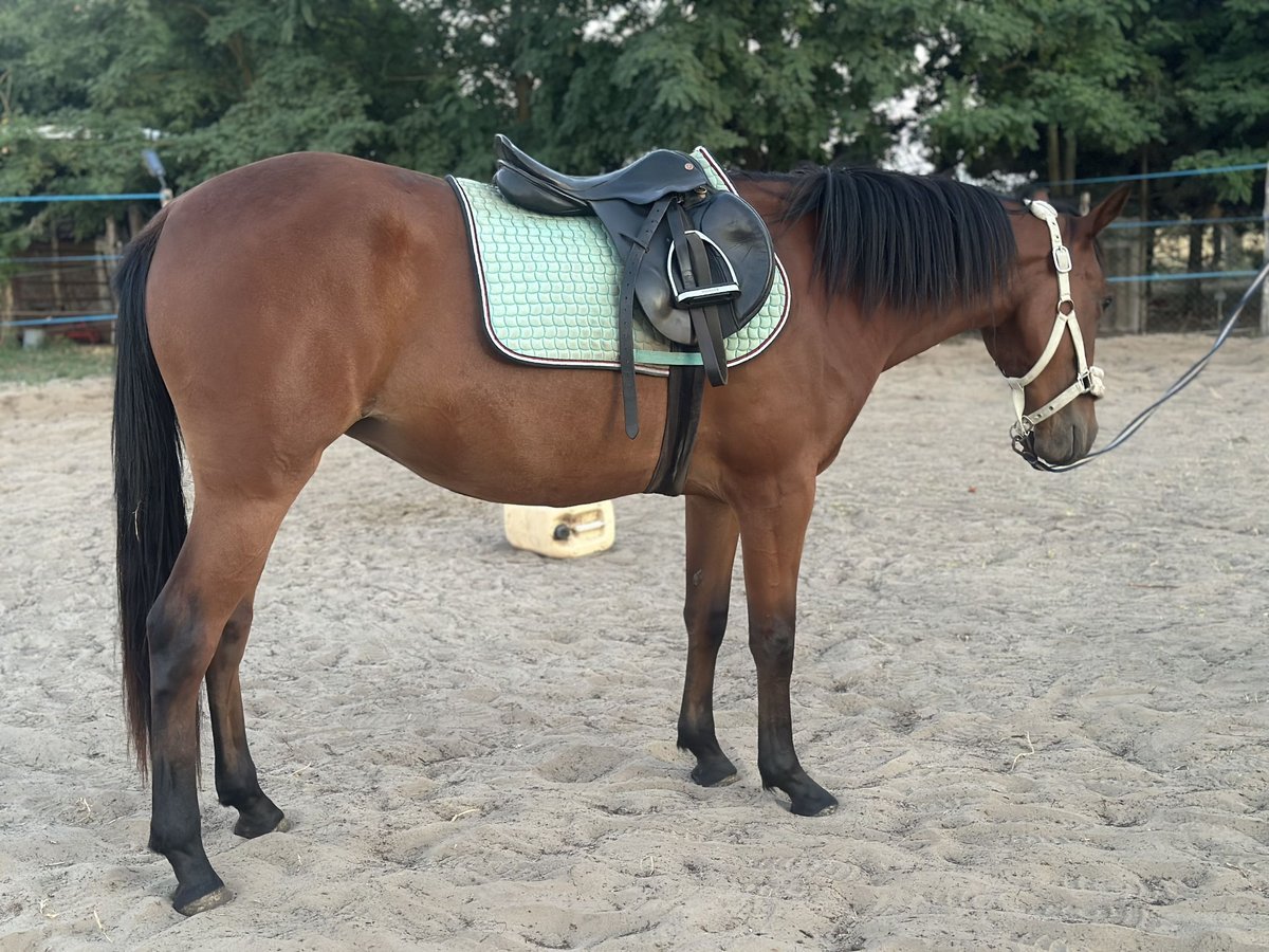 Weitere Warmblüter Mix Stute 2 Jahre 160 cm Rotbrauner in Kiskunhalas