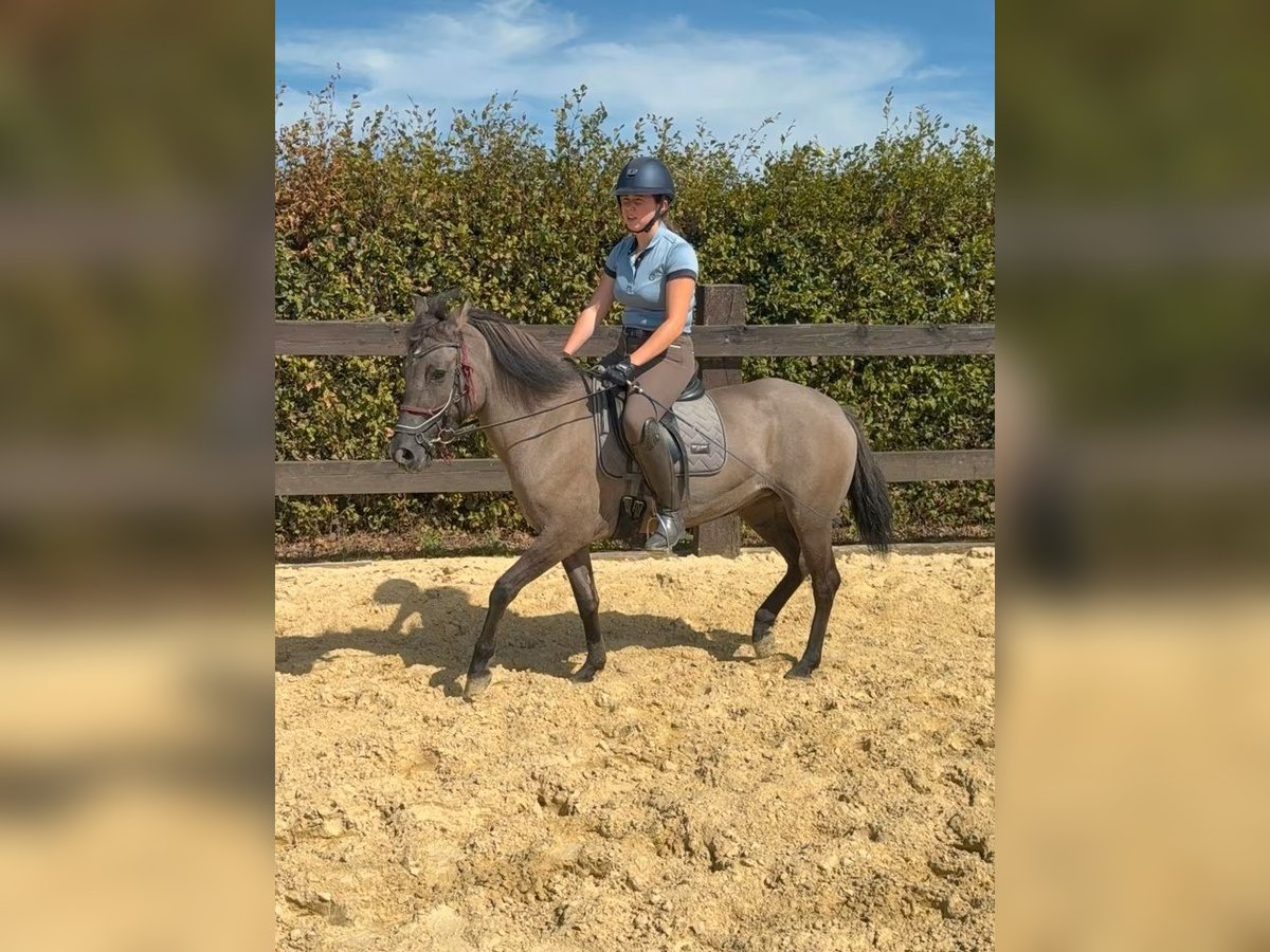Weitere Warmblüter, Stute in Daleiden