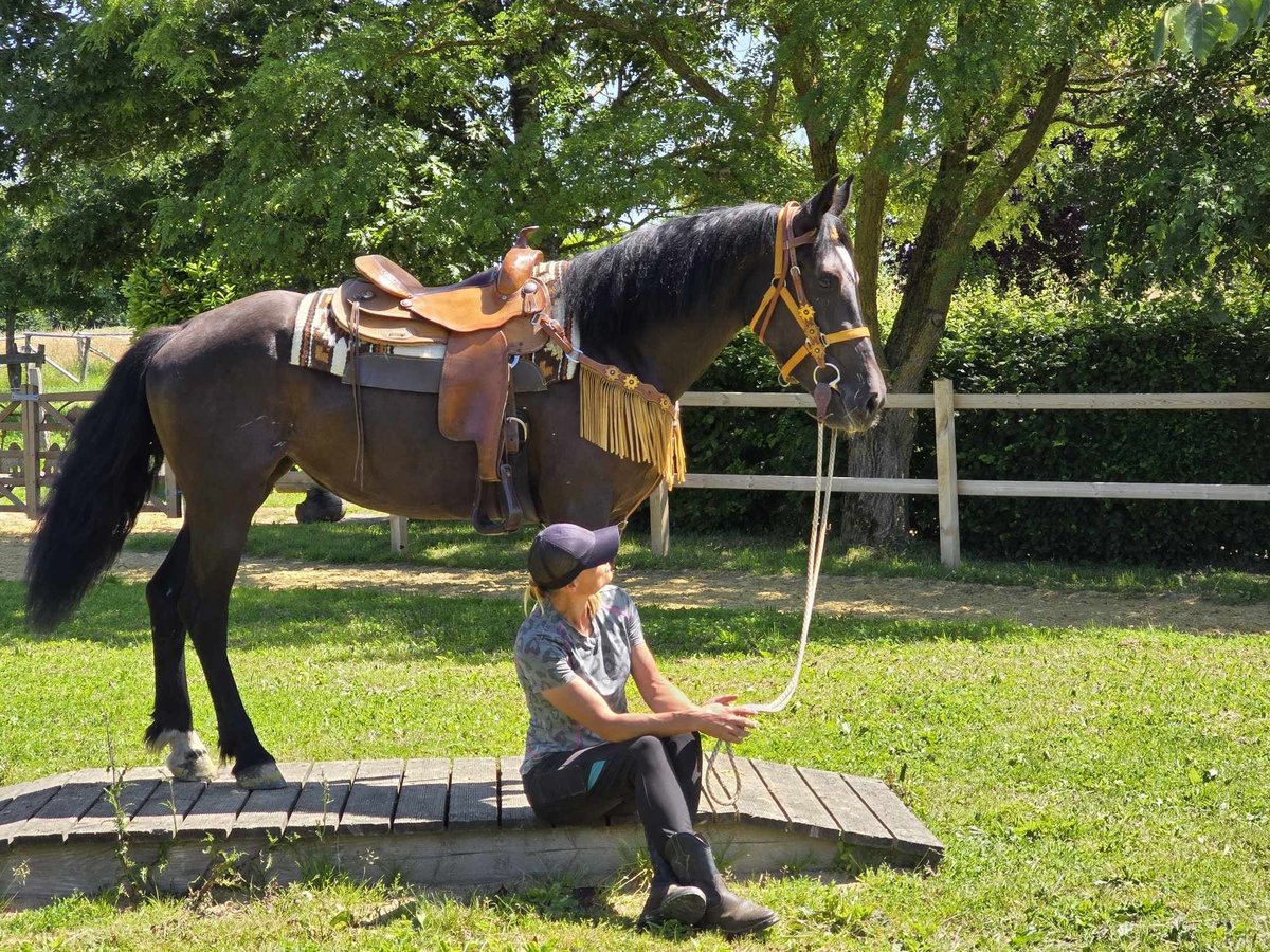 Weitere Warmblüter Stute 3 Jahre 156 cm Rappe in Linkenbach