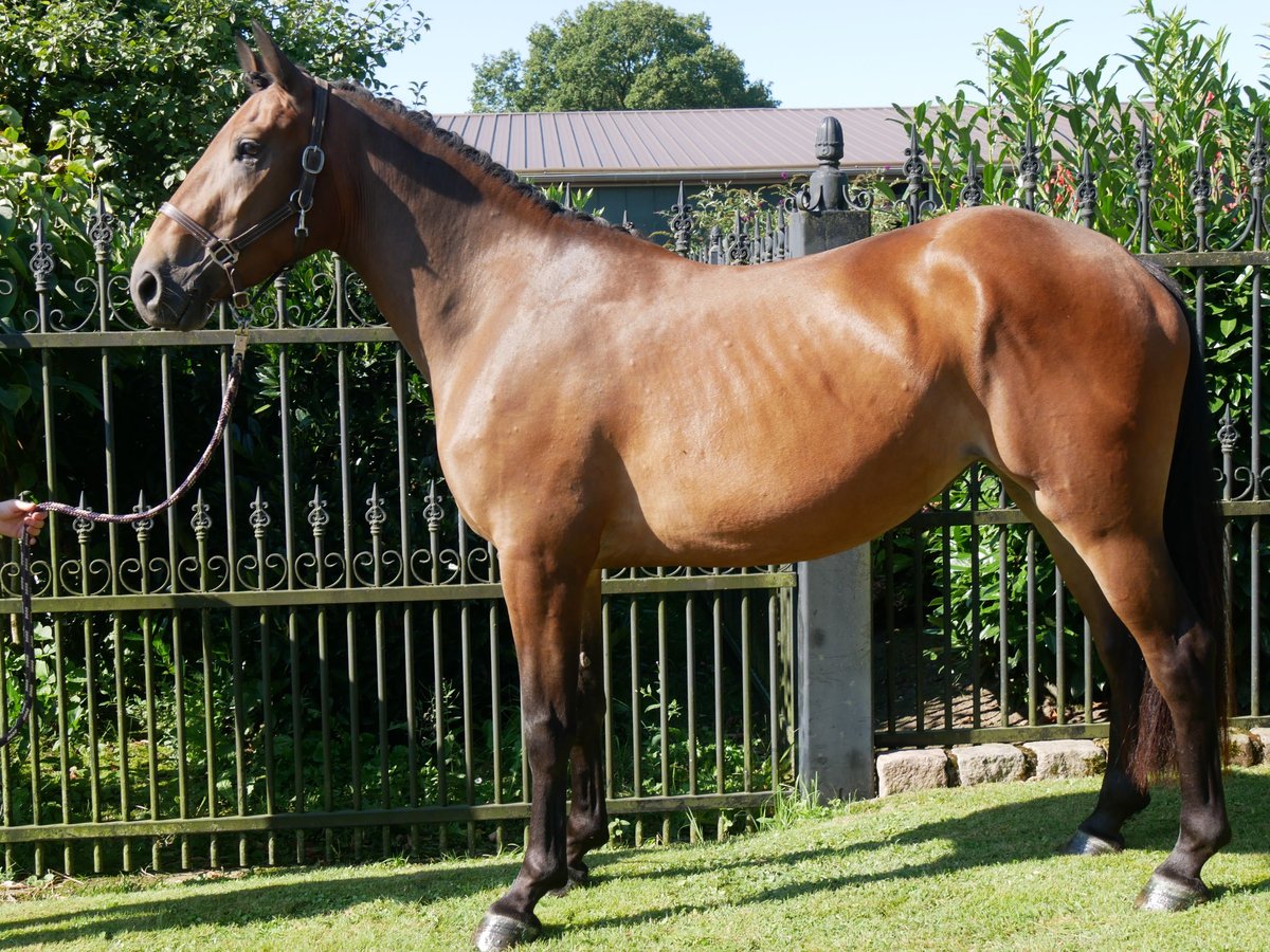 Weitere Warmblüter Stute 3 Jahre 158 cm in Dorsten