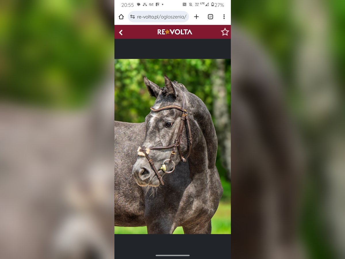 Weitere Warmblüter Stute 3 Jahre 164 cm Schimmel in Stryk&#xF3;w