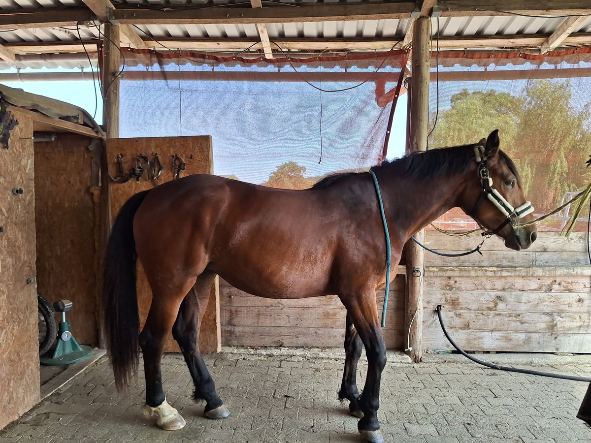 Weitere Warmblüter Mix Stute 3 Jahre 165 cm Brauner in Oberhosenbach