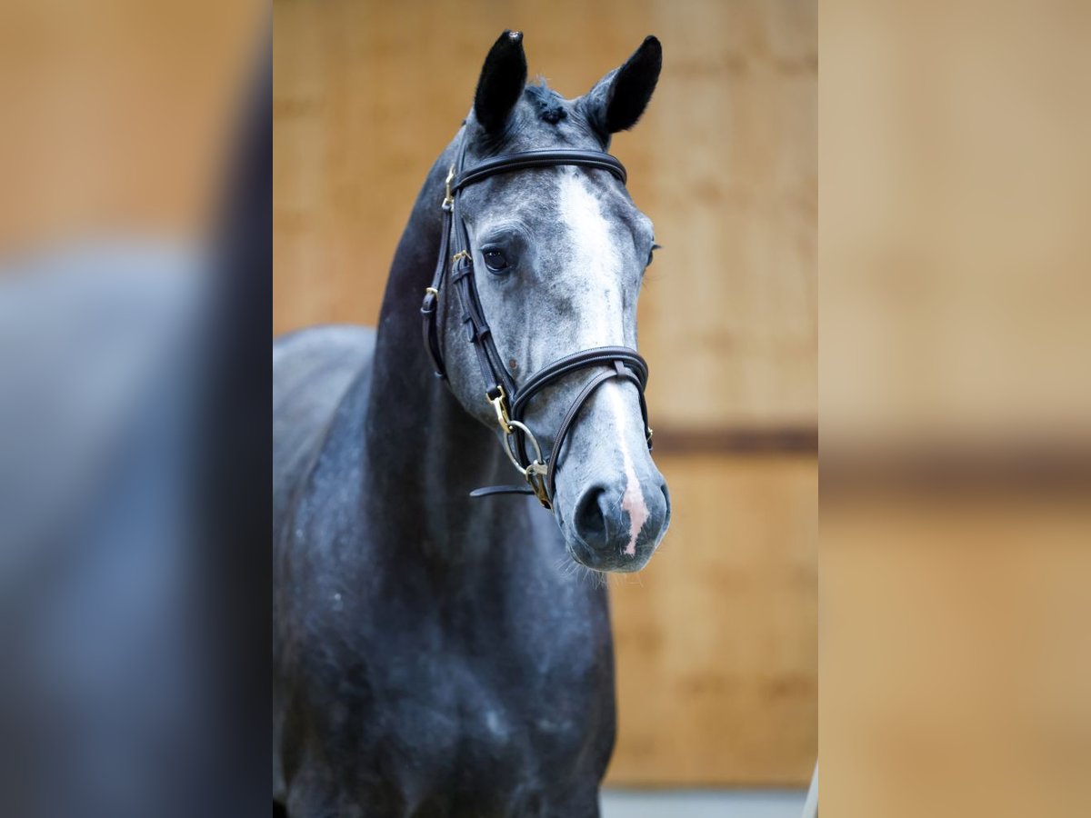 Weitere Warmblüter Stute 3 Jahre 167 cm Schimmel in Kinrooi