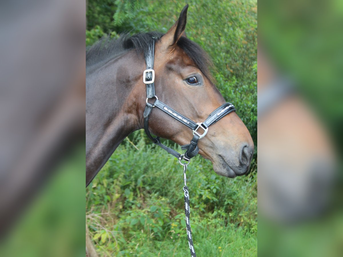 Weitere Warmblüter Stute 3 Jahre 168 cm Brauner in Hungenroth