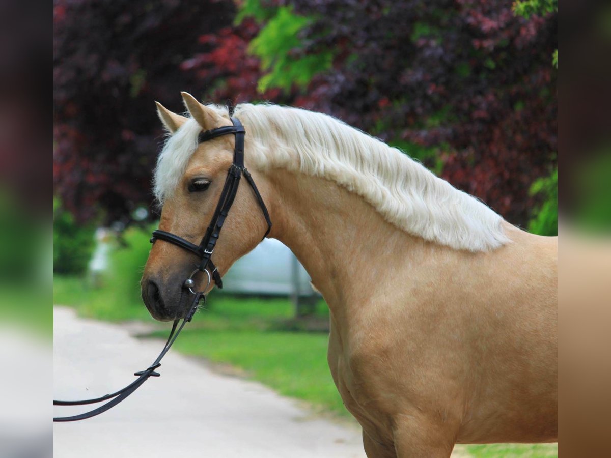 Weitere Warmblüter Stute 4 Jahre 145 cm Palomino in B&#xE9;k&#xE9;scsaba