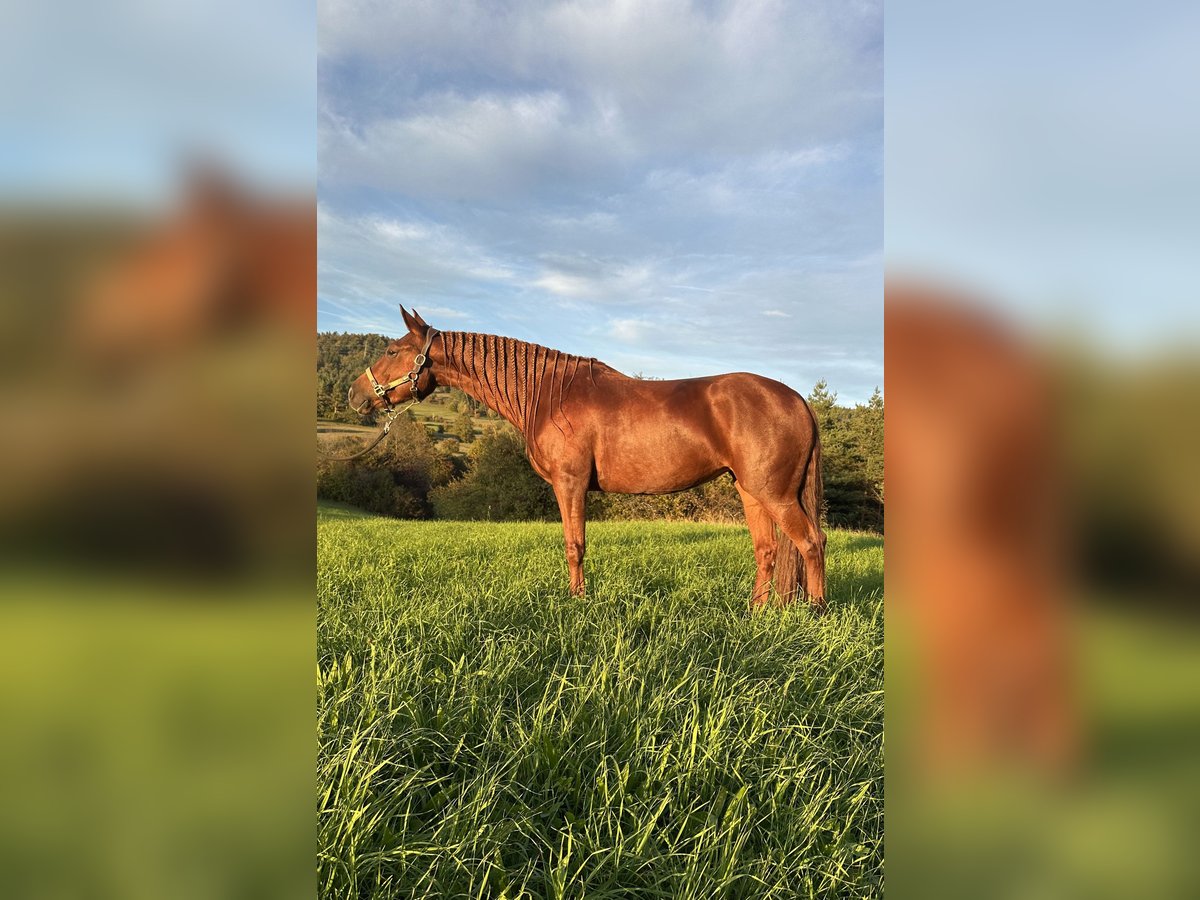 Weitere Warmblüter Mix Stute 4 Jahre 154 cm Fuchs in Rakek
