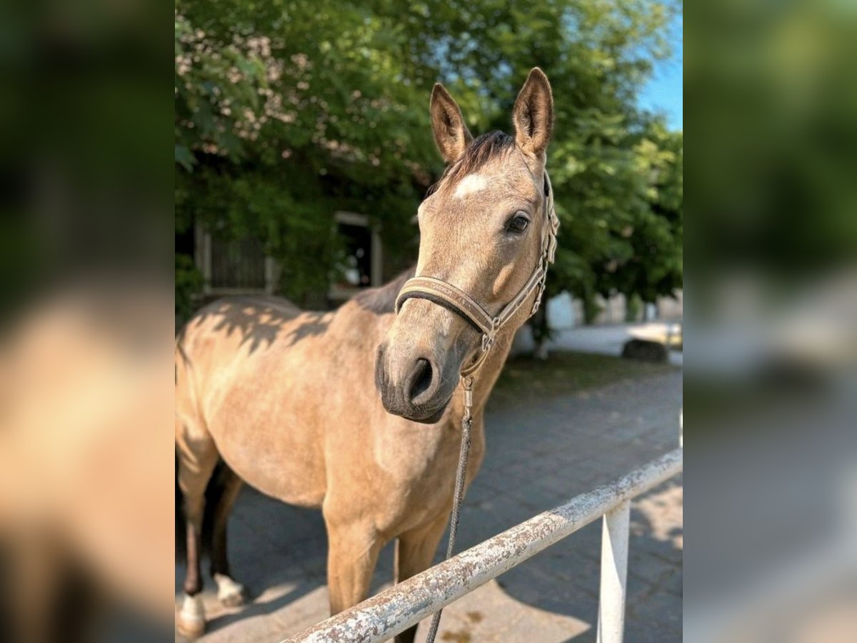 Weitere Warmblüter Mix Stute 4 Jahre 156 cm Buckskin in Erfurt