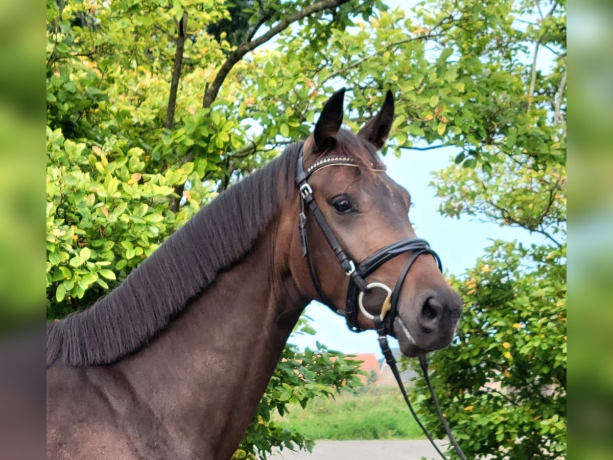 Weitere Warmblüter Stute 4 Jahre 158 cm Dunkelbrauner in BROCKUM