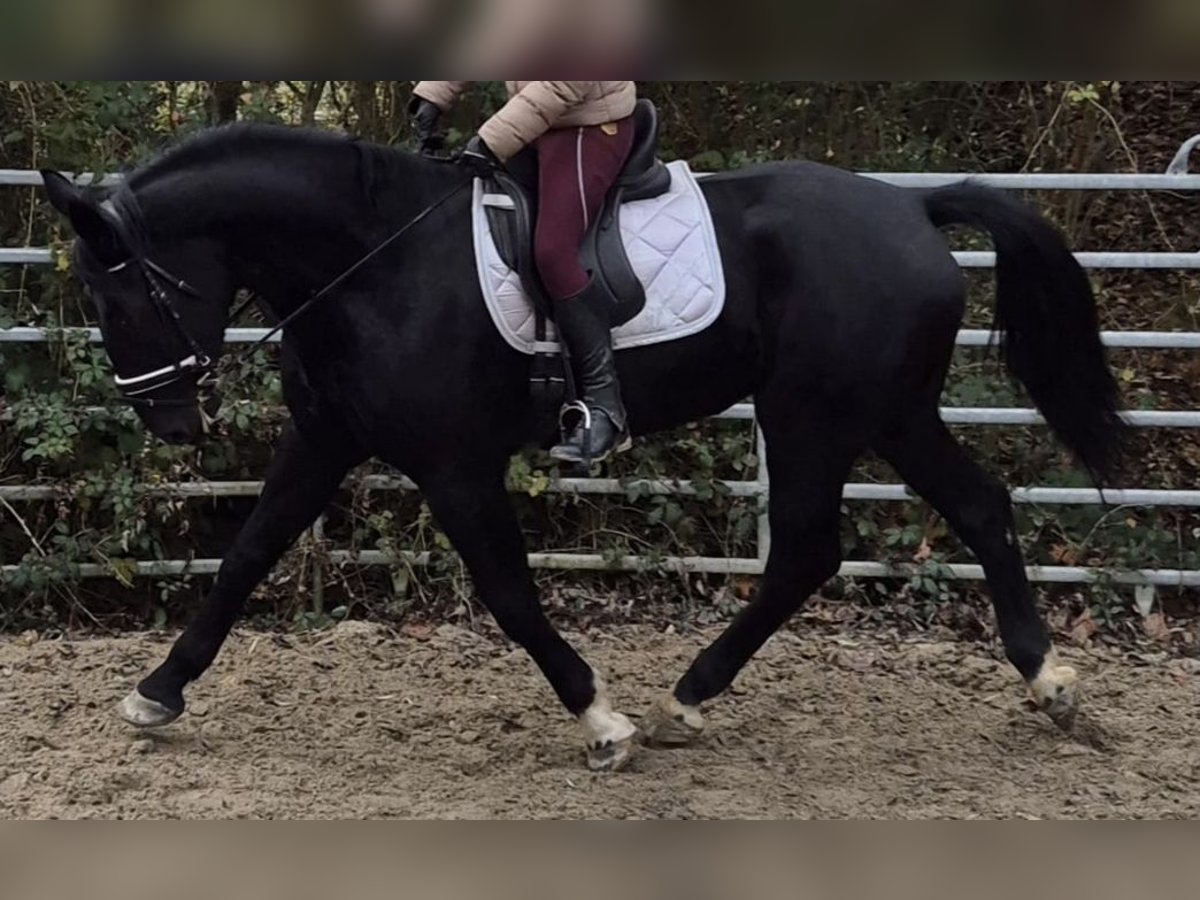 Weitere Warmblüter Stute 4 Jahre 162 cm Rappe in H&#xFC;nstetten
