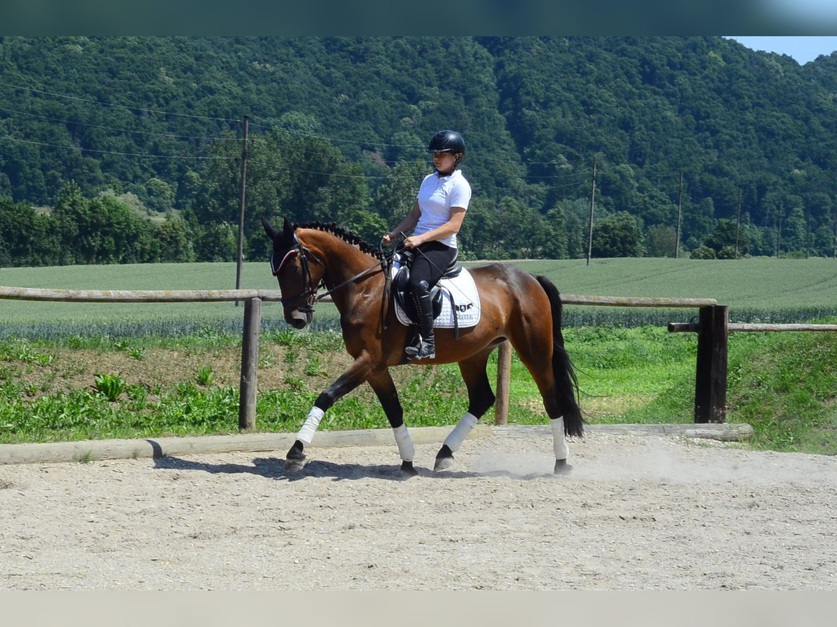 Weitere Warmblüter Stute 4 Jahre 164 cm Brauner in Wellheim