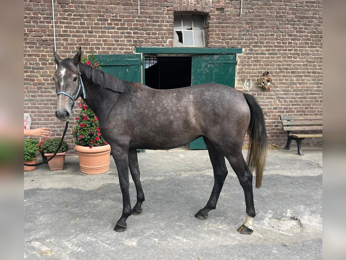 Weitere Warmblüter Stute 4 Jahre 164 cm Schimmel in Erkelenz