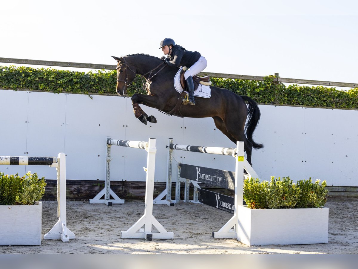 Weitere Warmblüter Stute 4 Jahre 165 cm Dunkelbrauner in Waddinxveen