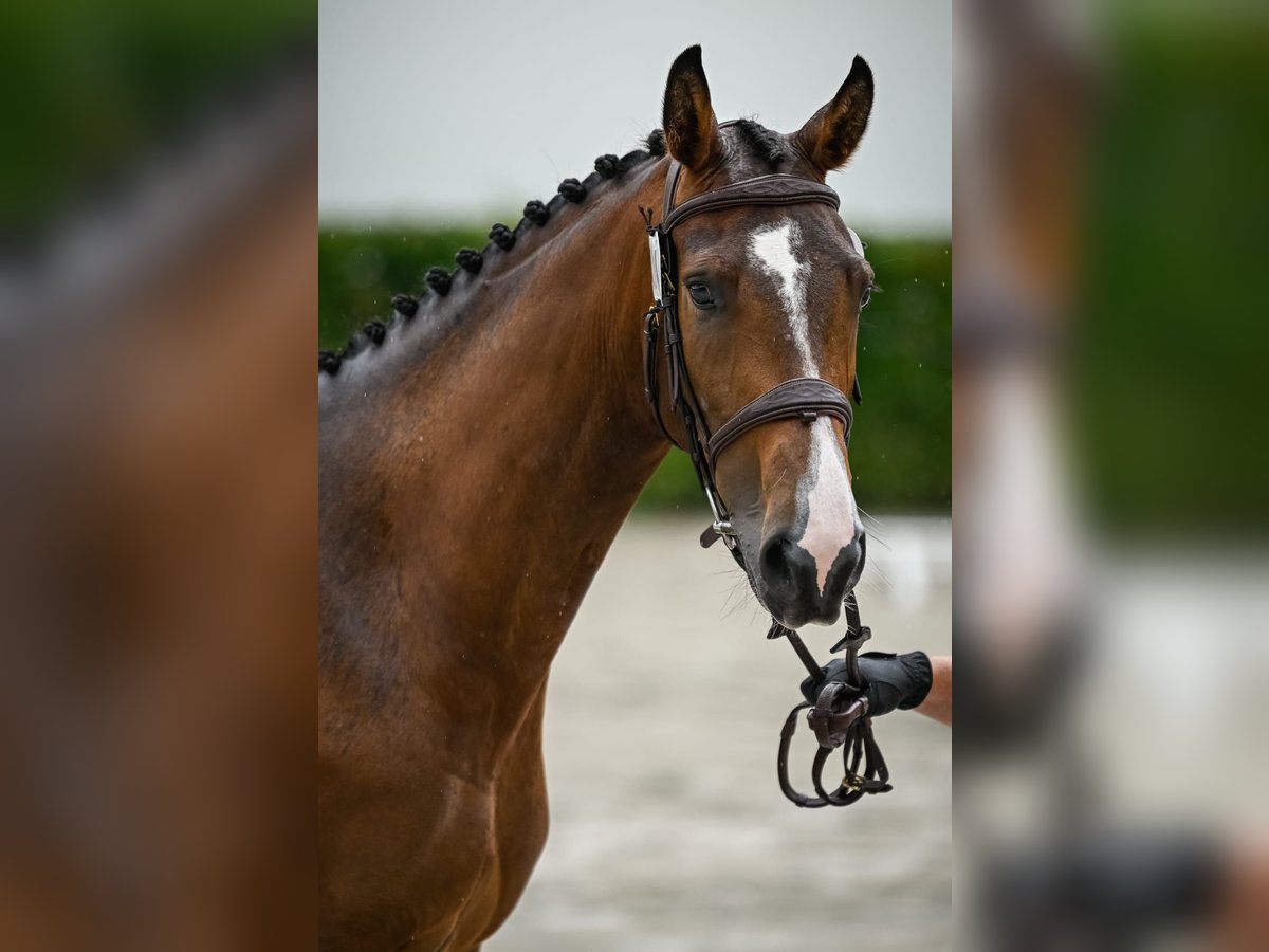 Weitere Warmblüter Stute 4 Jahre 166 cm Brauner in Schwarzenburg