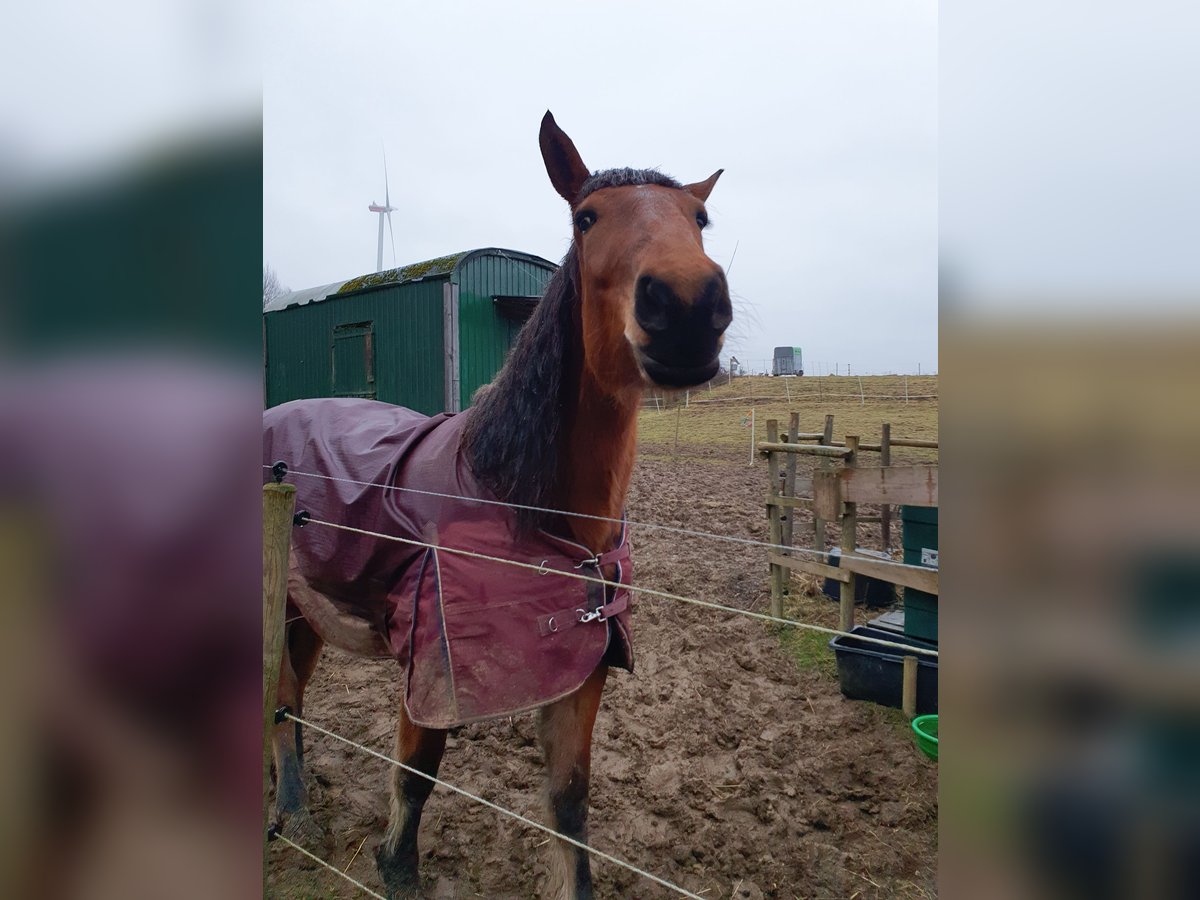 Weitere Warmblüter Mix Stute 4 Jahre 168 cm Brauner in Stadland