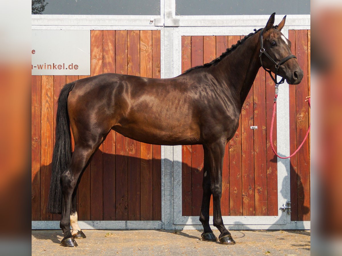Weitere Warmblüter Stute 4 Jahre 168 cm in Dorsten