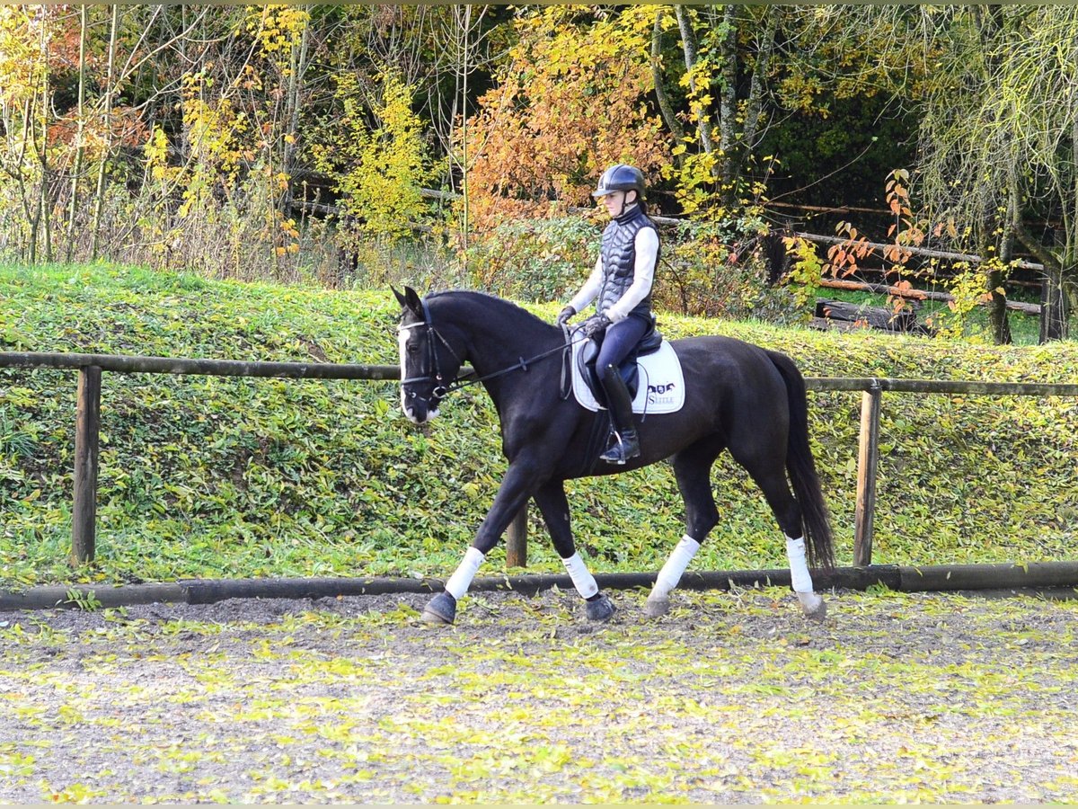 Weitere Warmblüter, Stute in Wellheim