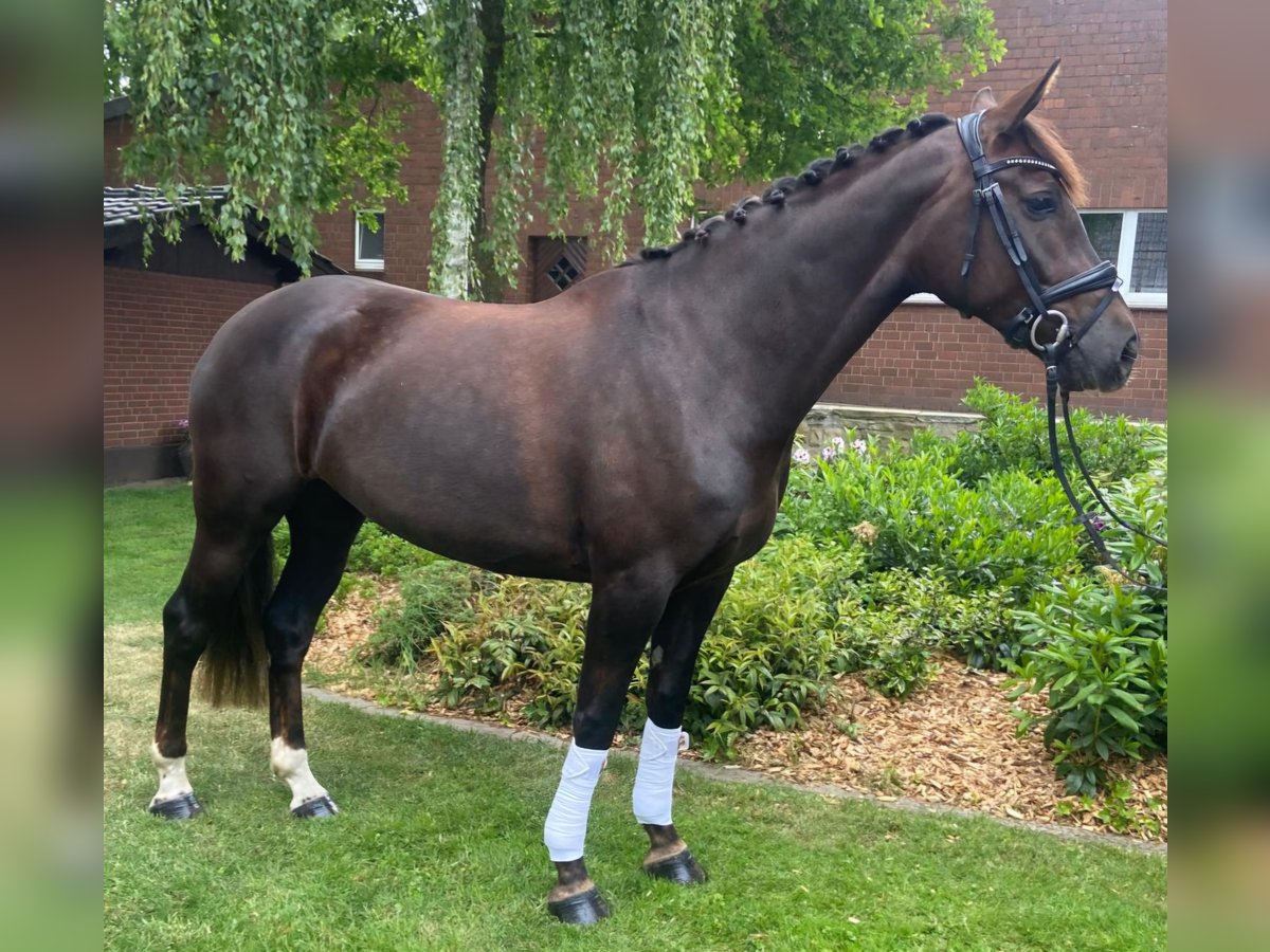 Weitere Warmblüter Stute 4 Jahre 170 cm Dunkelfuchs in Hopsten