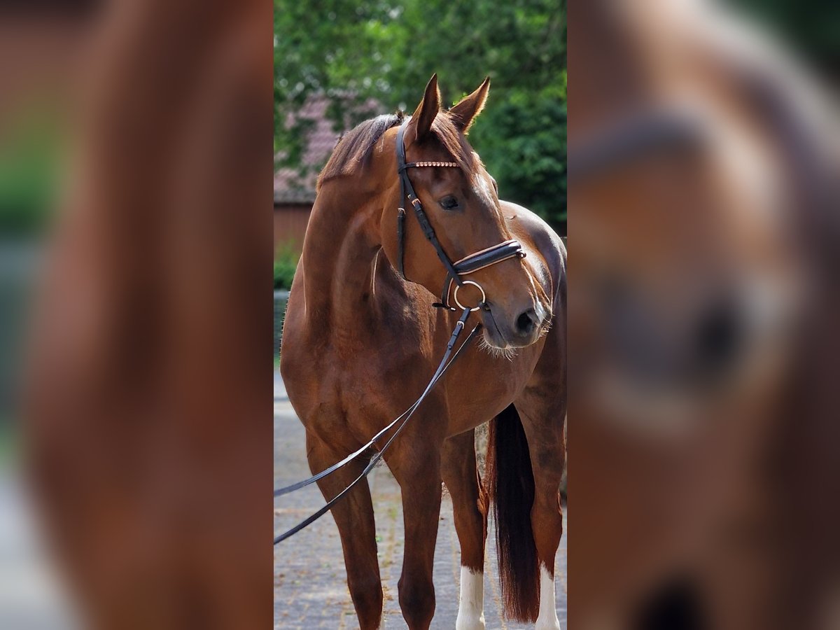 Weitere Warmblüter Stute 4 Jahre 170 cm Dunkelfuchs in Warendorf