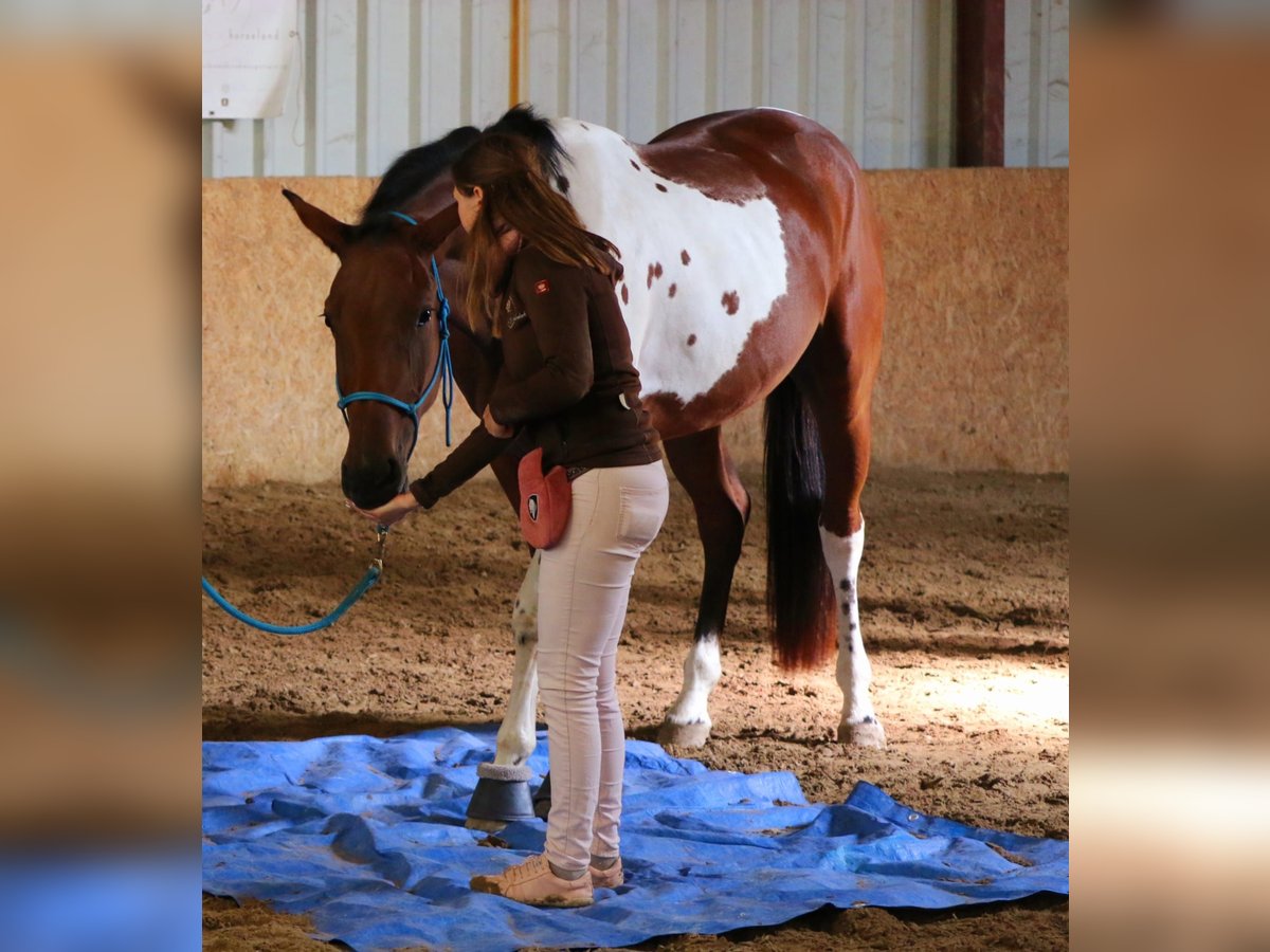 Weitere Warmblüter Stute 4 Jahre Schecke in Kottingbrunn