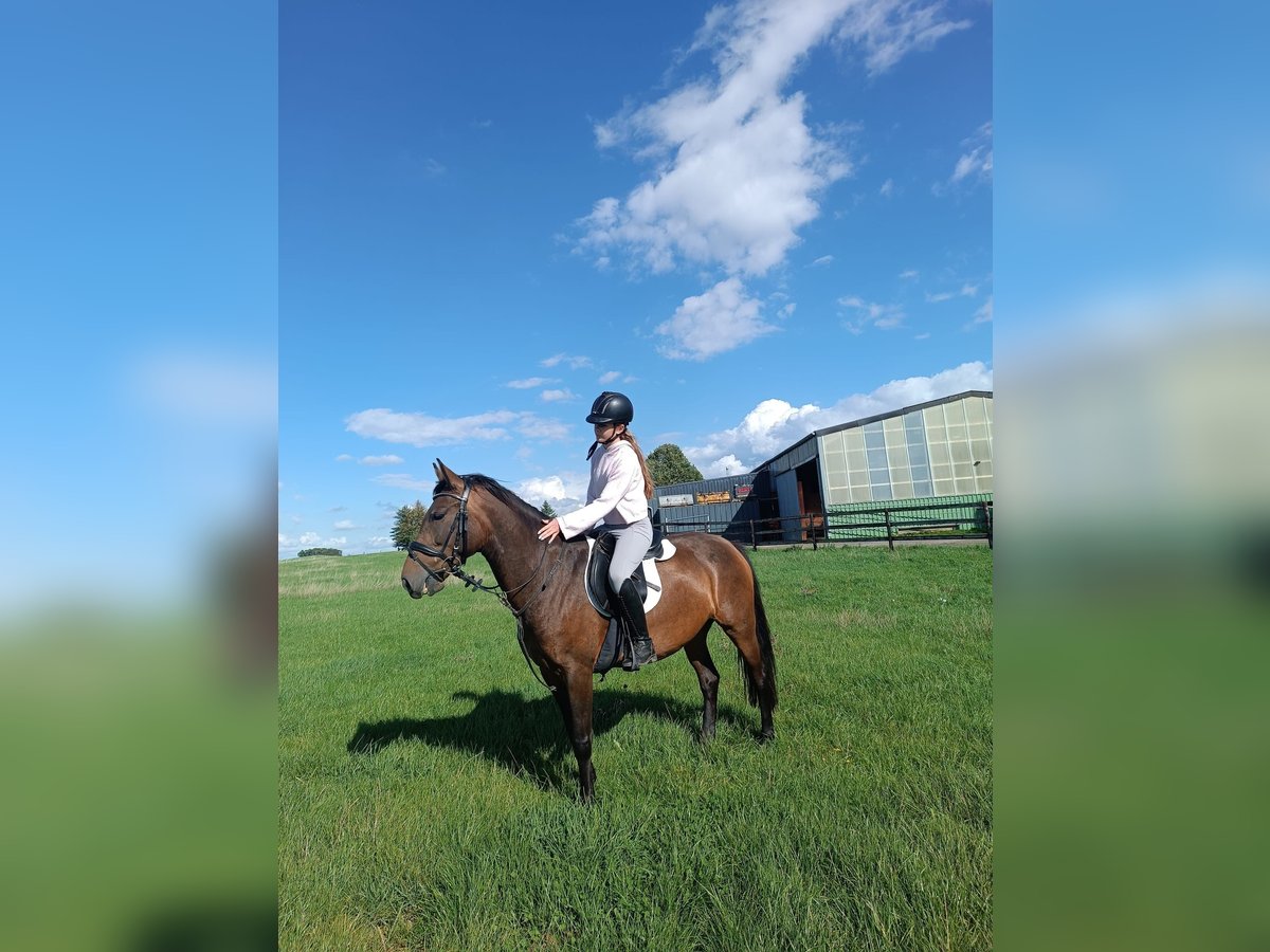 Weitere Warmblüter, Stute in Nettersheim