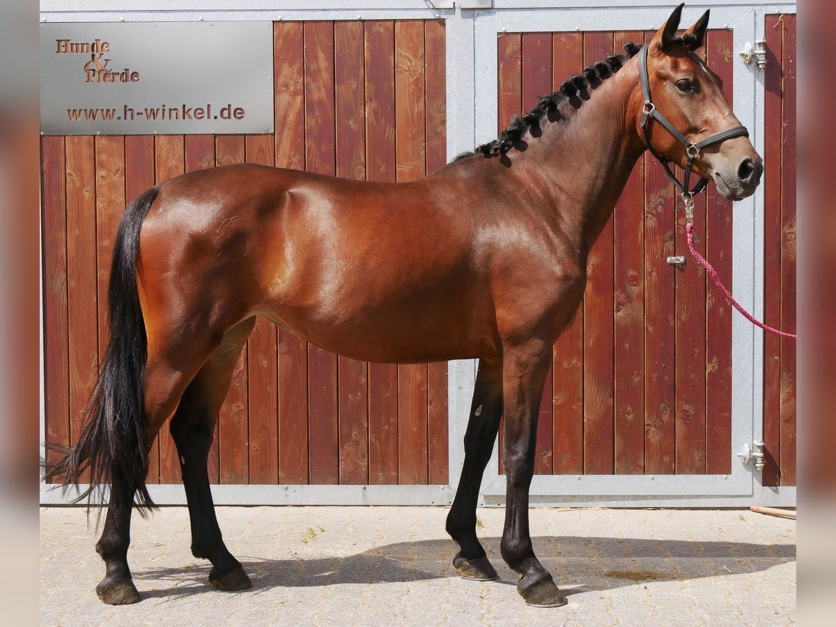 Weitere Warmblüter Mix Stute 5 Jahre 155 cm in Dorsten