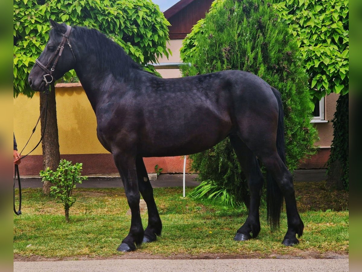 Weitere Warmblüter Stute 5 Jahre 155 cm Rappe in B&#xE9;k&#xE9;scsaba