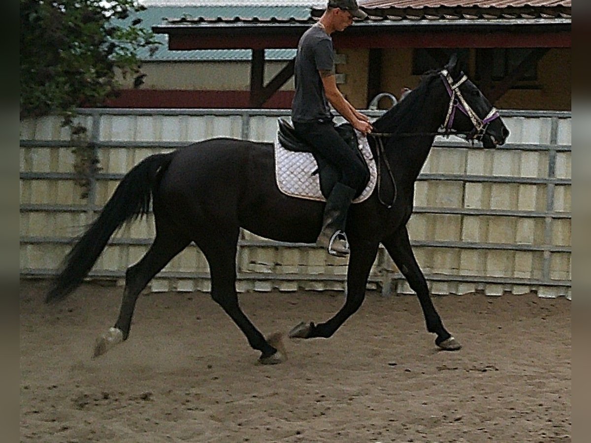 Weitere Warmblüter Stute 5 Jahre 155 cm Rappe in Buttst&#xE4;dt