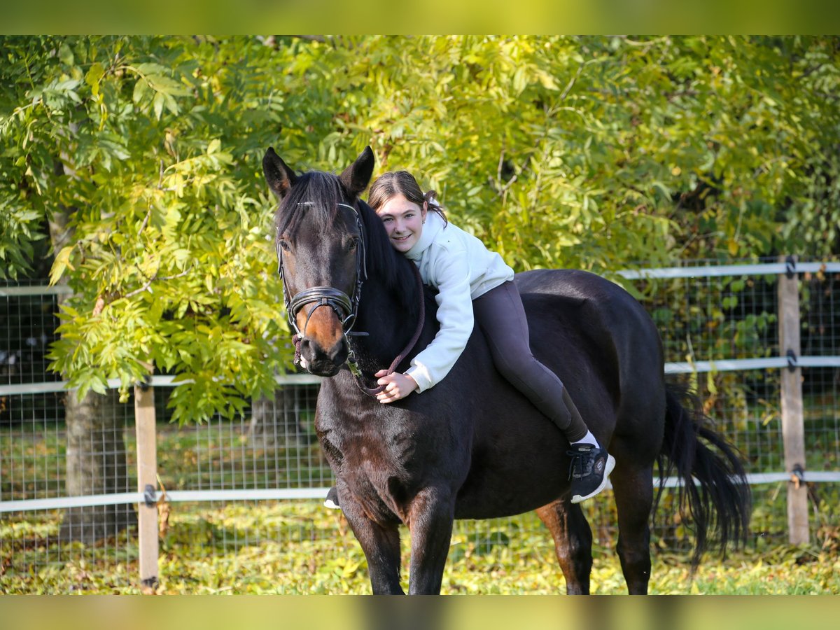 Weitere Warmblüter Mix Stute 5 Jahre 157 cm Brauner in Klingenbach / Klimpuh