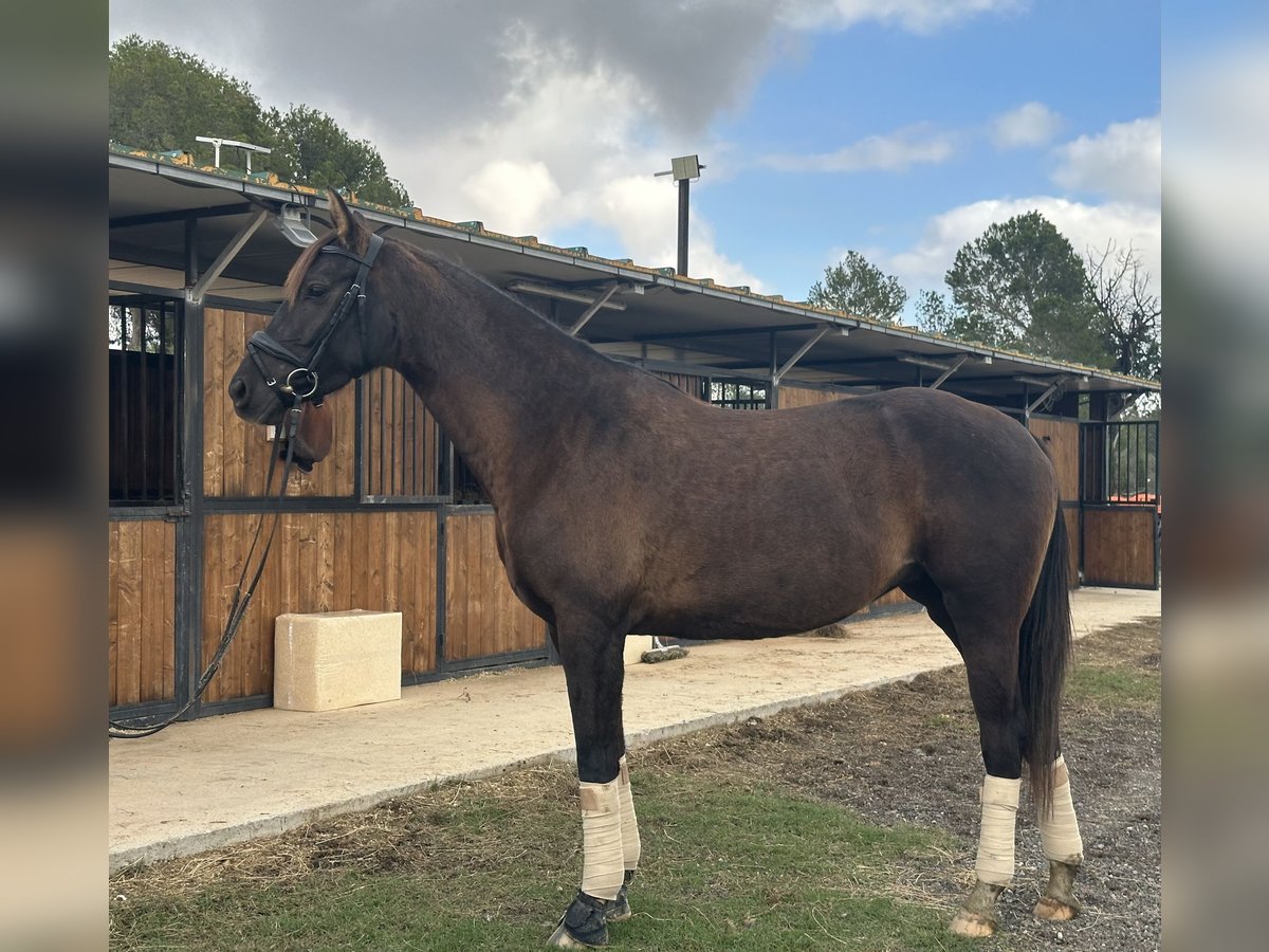 Weitere Warmblüter Stute 5 Jahre 160 cm Rappe in Conde Cortichelles, Del (Masia)