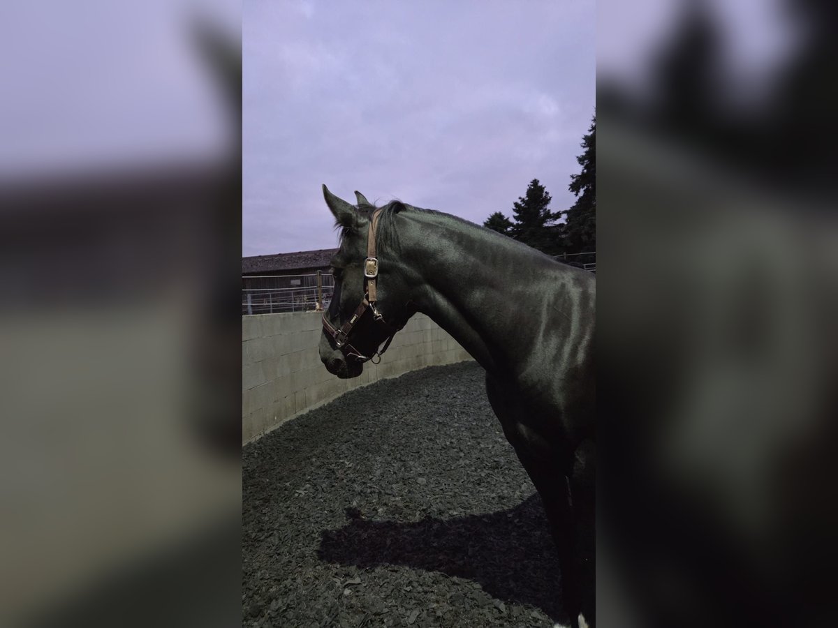 Weitere Warmblüter Stute 5 Jahre 160 cm Rappe in Niedereschach
