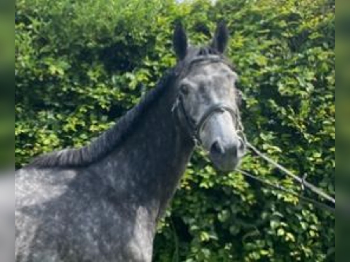 Weitere Warmblüter Stute 5 Jahre 163 cm Rappschimmel in Elze Esbeck